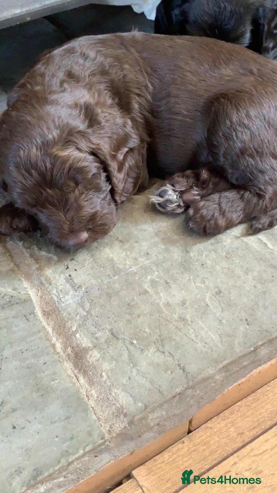 Cockapoo dogs for sale: Last 2 boys for sale both need new homes 💙 - Image 2