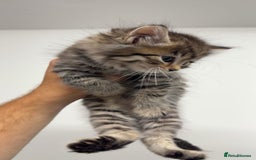 Mixed Breed cats for sale: healthy cute mixed kittens ready to find new homes - Image 3
