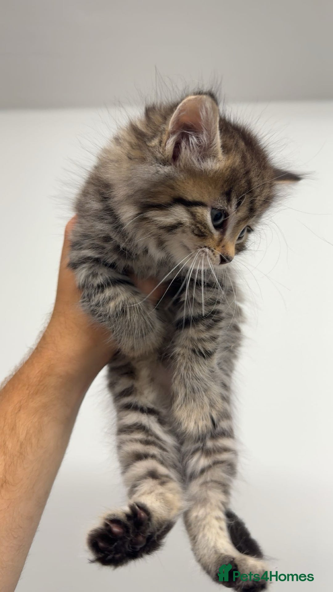 Mixed Breed cats for sale: healthy cute mixed kittens ready to find new homes - Image 3