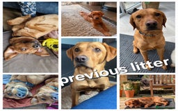Labrador Retriever dogs for sale: Stunning Fox red Labrador pups - Image 9