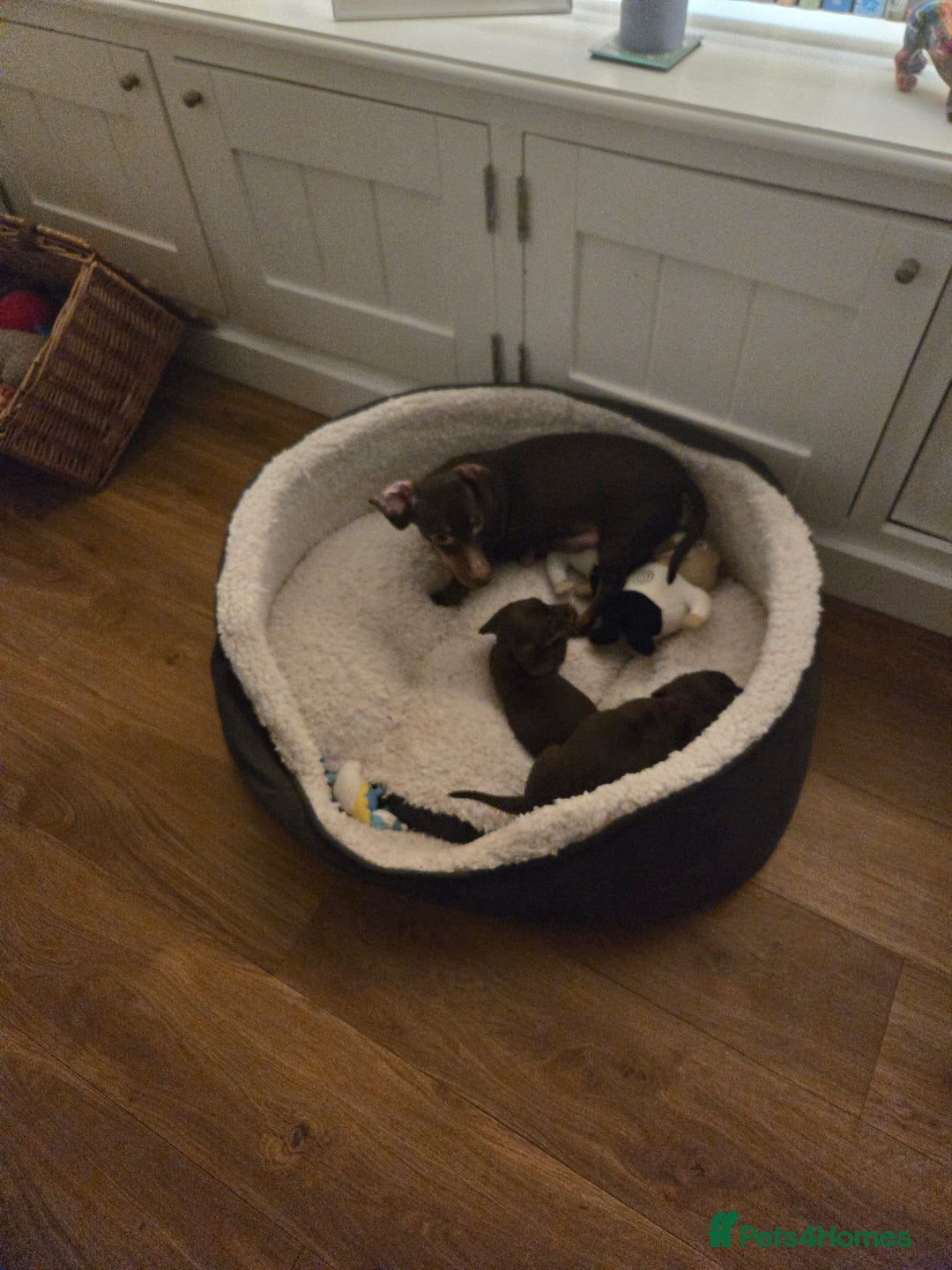 Dachshund dogs for sale: Forever homes required - Advert 9