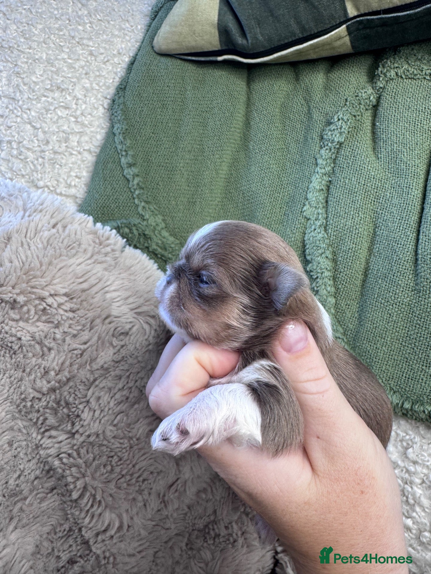 Shih Tzu dogs Mini Colourful Litter of Shihtzu  - Advert 6