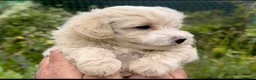 Maltipoo dogs for sale: Maltipoo Puppies  - Advert 10
