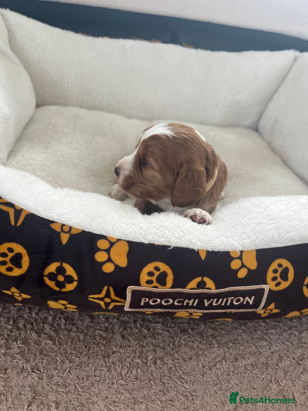 Cockapoo dogs for sale: Gorgeous cockapoo puppies for sale - Advert 9