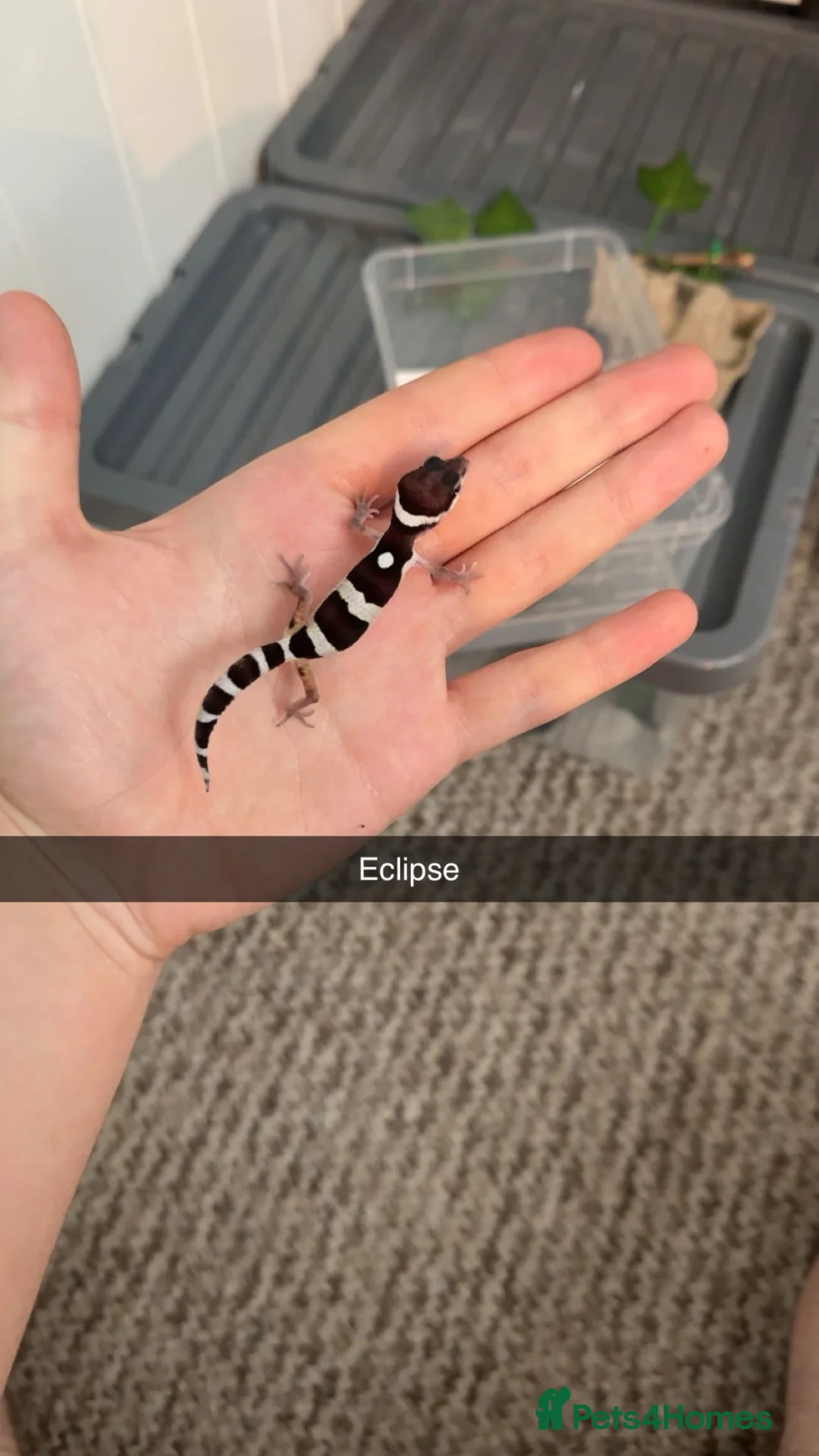 Leopard Gecko reptiles for sale: Black night x Super snow babies🔥🔥🔥 - Advert 2