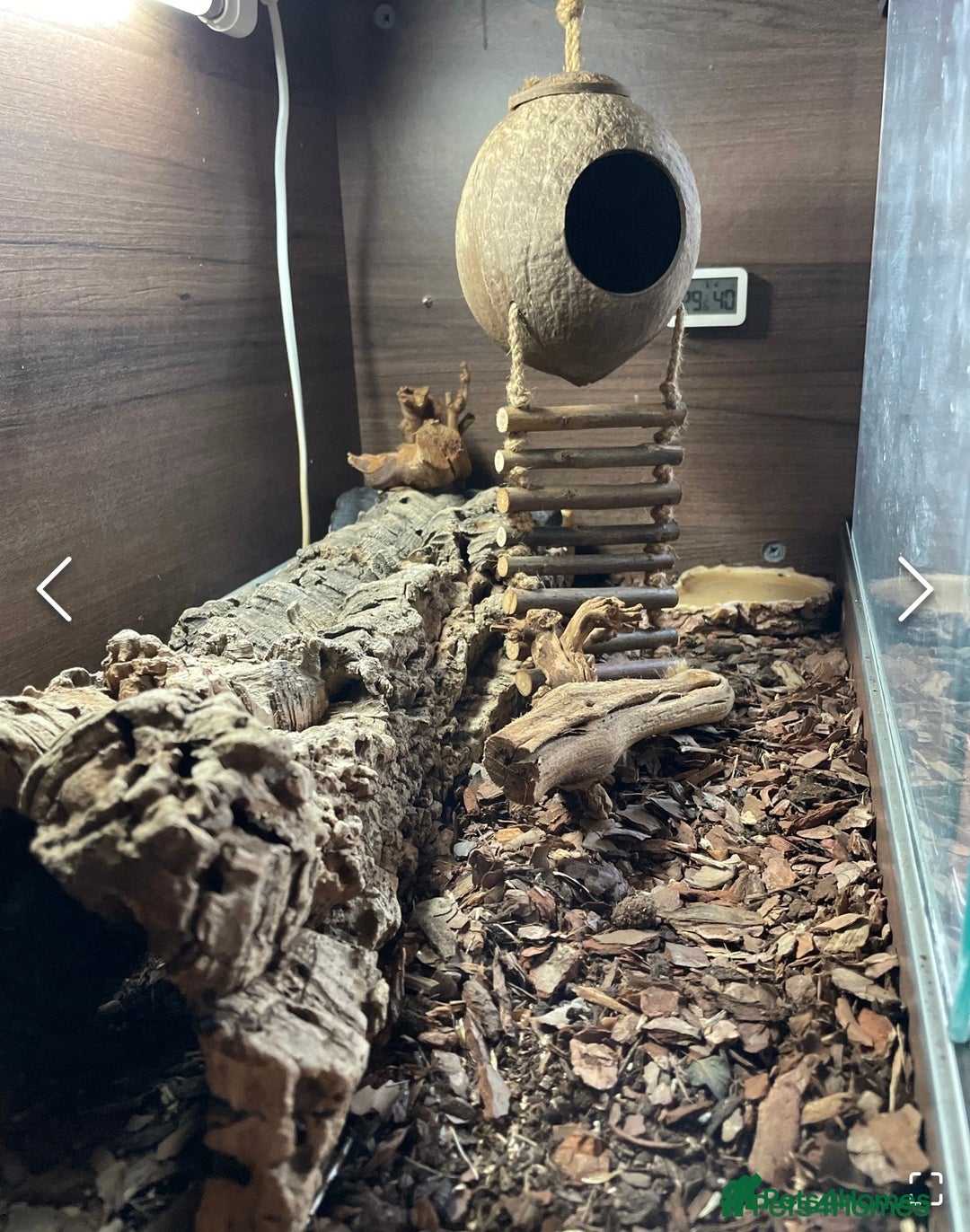 Gecko reptiles for sale: Breeding pair of African Fat Tailed Geckos  - Advert 12