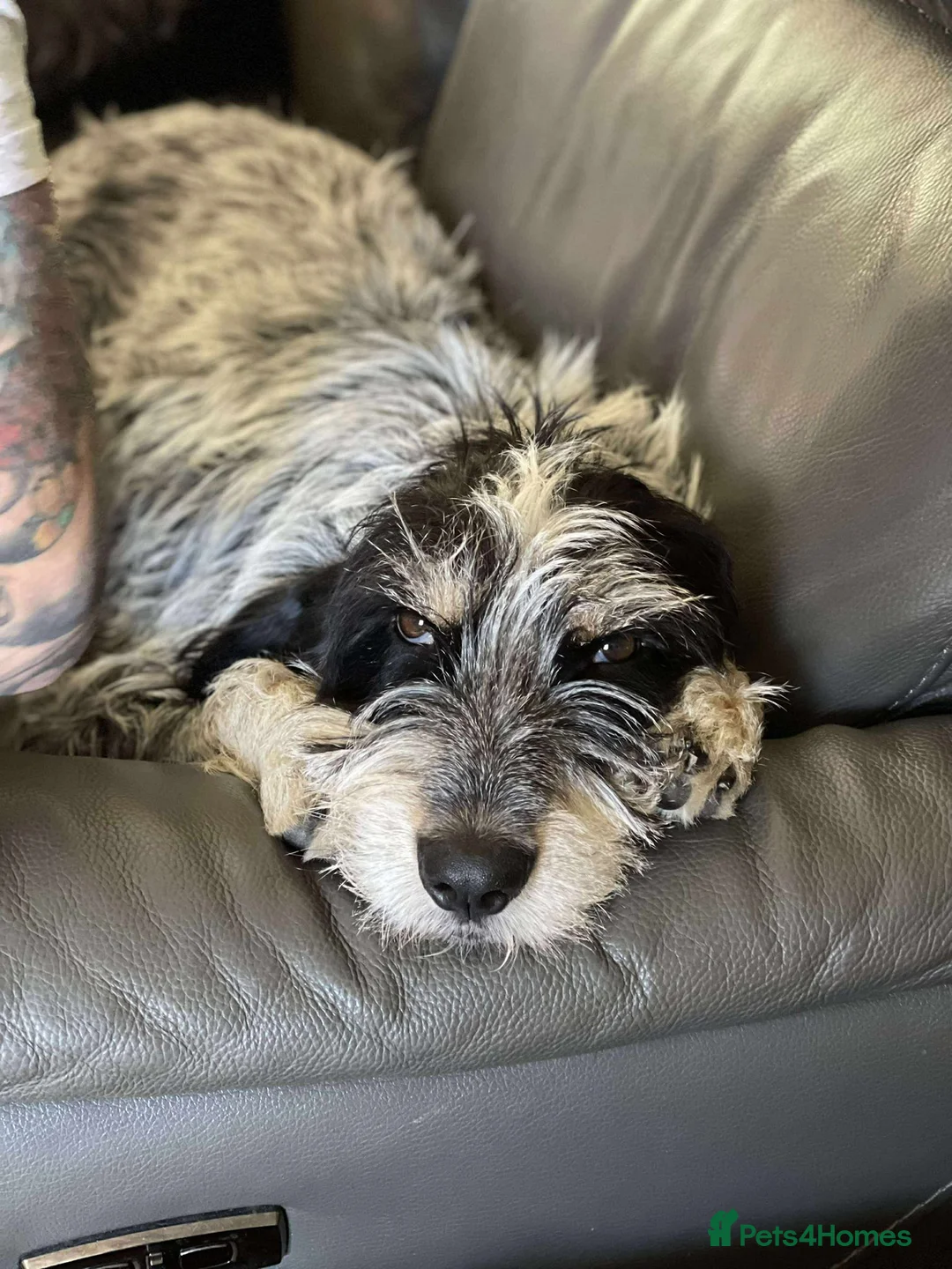 Mixed Breed dogs for adoption: Lovely Ember - looking for her forever home - Advert 4