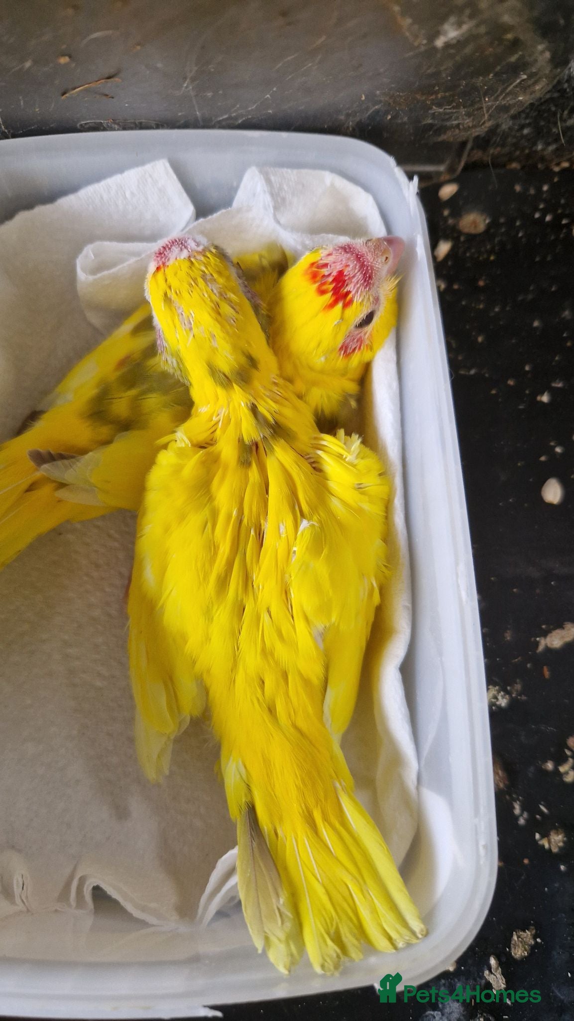 Budgerigars birds 4 kakariki chicks 8 weeks old £60 each - Advert 2