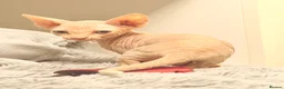 Sphynx cats for sale: 😍TWO SPHYNX VOYS😍 - Advert 2