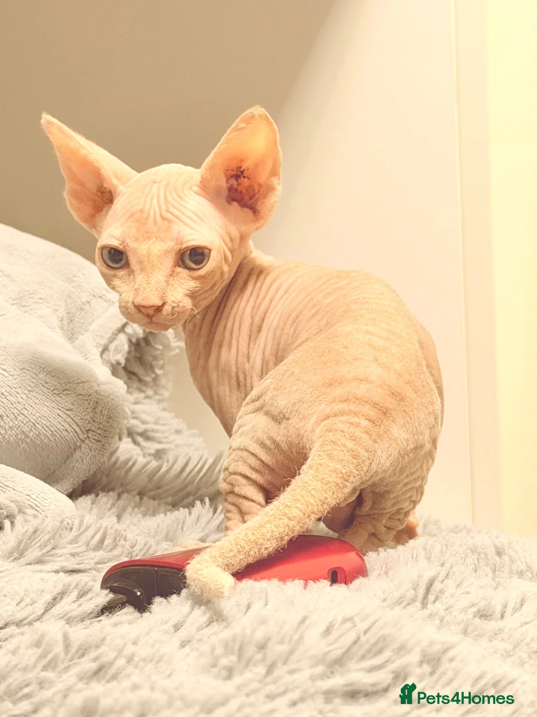 Sphynx cats for sale: 😍TWO SPHYNX VOYS😍 - Advert 2