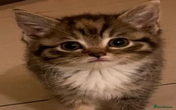 Mixed Breed cats for sale: Adorable mixed breed kittens  - Advert 7