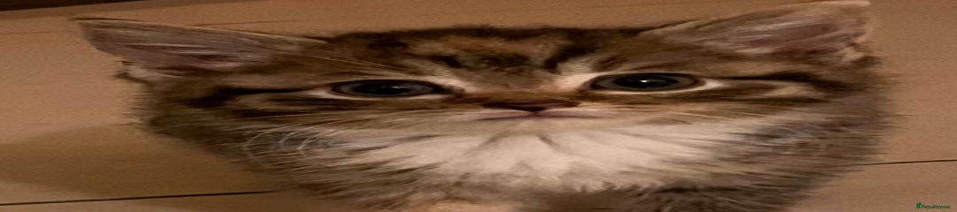 Mixed Breed Kitten 3