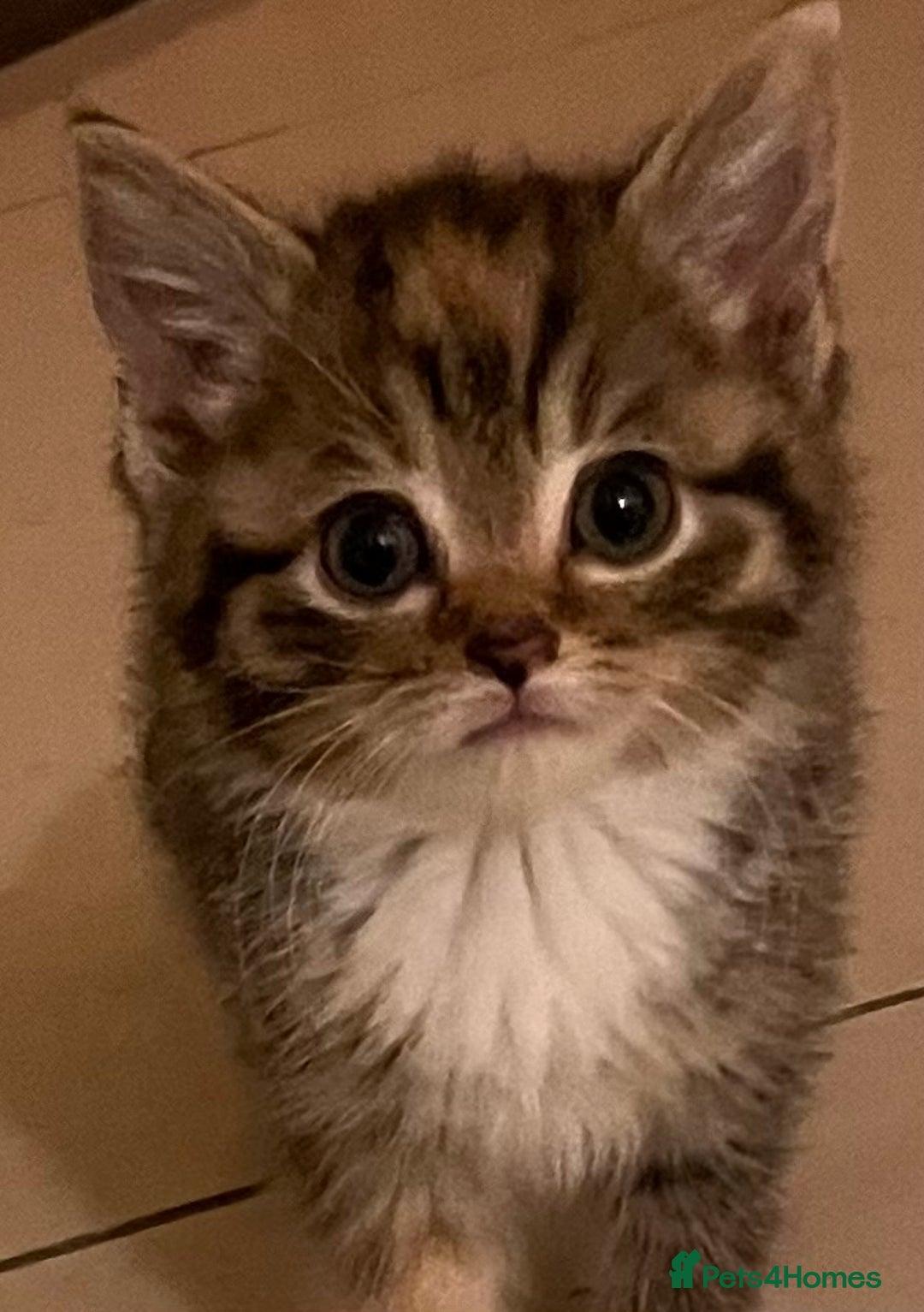 Mixed Breed cats for sale: Adorable mixed breed kittens  - Advert 7