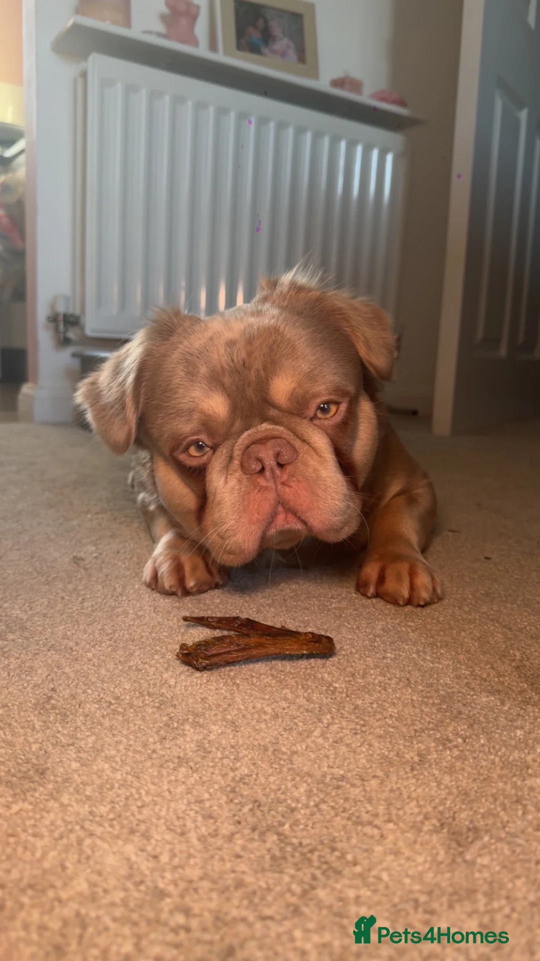 French Bulldog dogs for stud: 🐾 fluffy French Bulldog available for Stud 🐾 - Advert 2