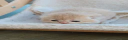 British Shorthair cats for sale: Golden British Shorthair Kittens - Reg & Licensed - Advert 9