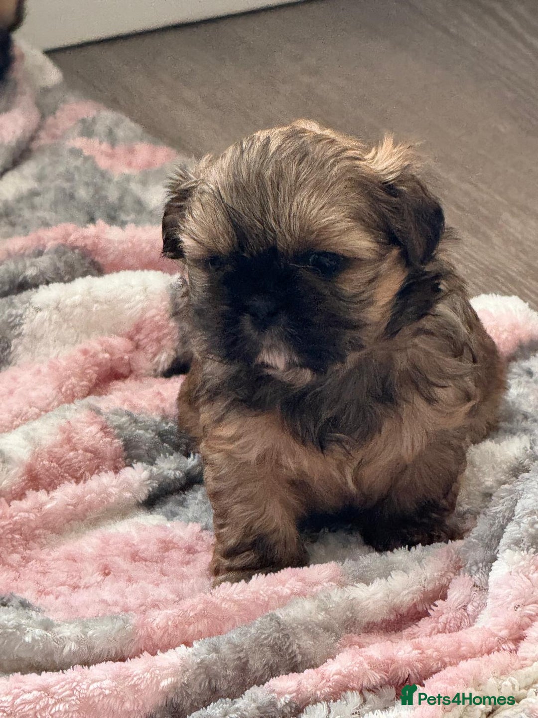 Shih Tzu dogs for sale: Pedigree imperial Shih Tzu puppies  - Advert 12