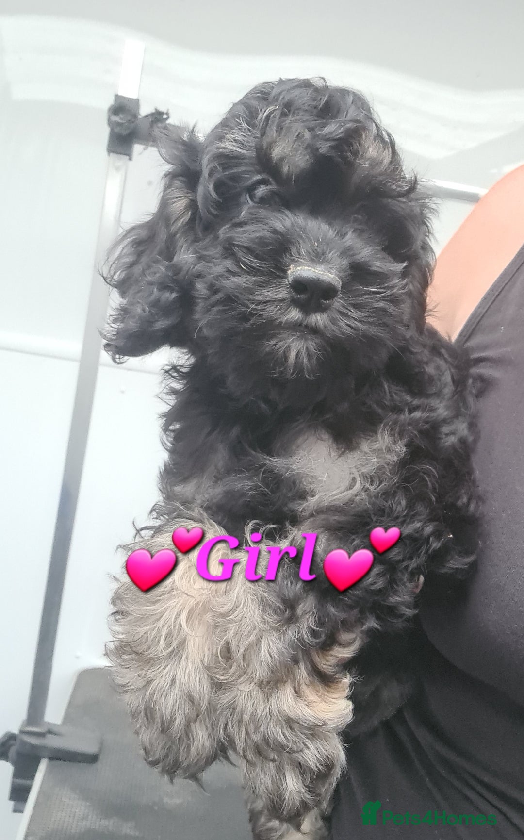 Cockapoo dogs for sale: Beautiful F1 Cockapoos- Ready Now  - Image 18