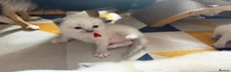 Ragdoll cats for sale: Beautiful Ragdoll 5 kittens  in Cwmbran - Advert 7