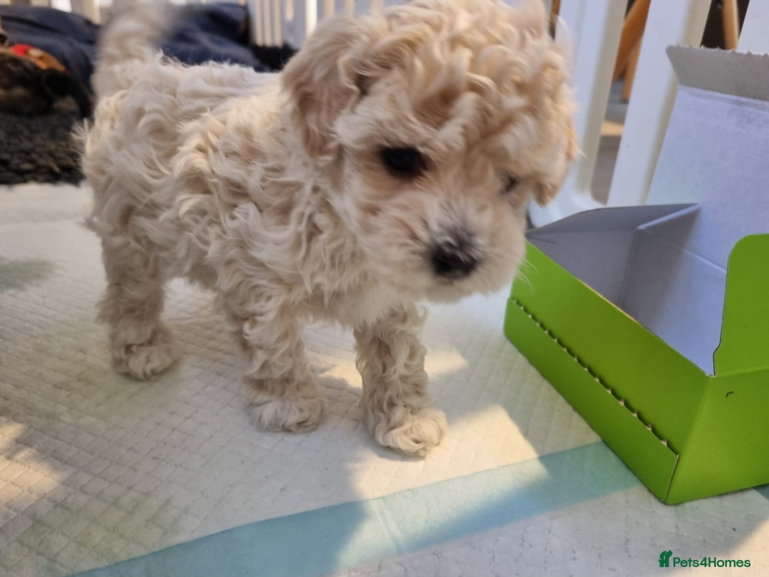 Maltipoo dogs for sale: Rare F2 Toy Maltipoos, DNA Clear + Basic Training - Image 28