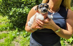 Jack Russell dogs for sale: Tri coloured & caramel JRT pups from organic farm - Image 11