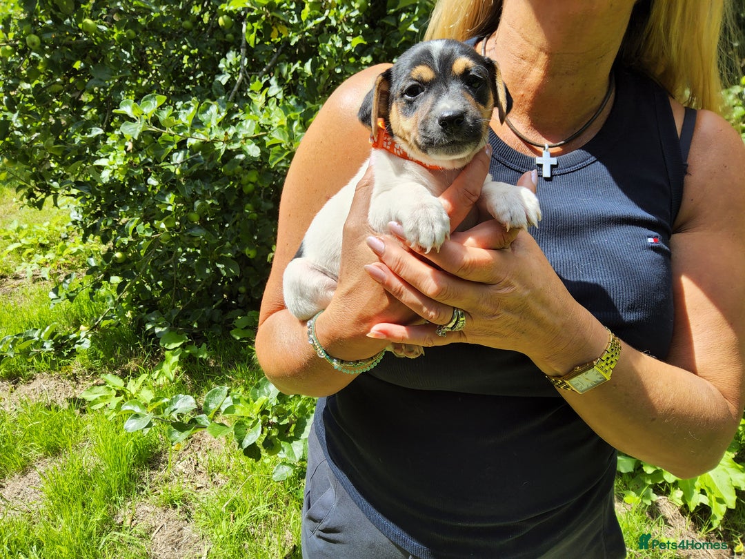 Jack Russell dogs for sale: Tri coloured & caramel JRT pups from organic farm - Image 11
