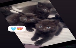 British Shorthair cats for sale: British Blue x kittens - Image 15