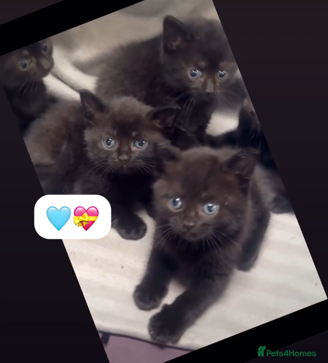 British Shorthair cats for sale: British Blue x kittens - Image 15