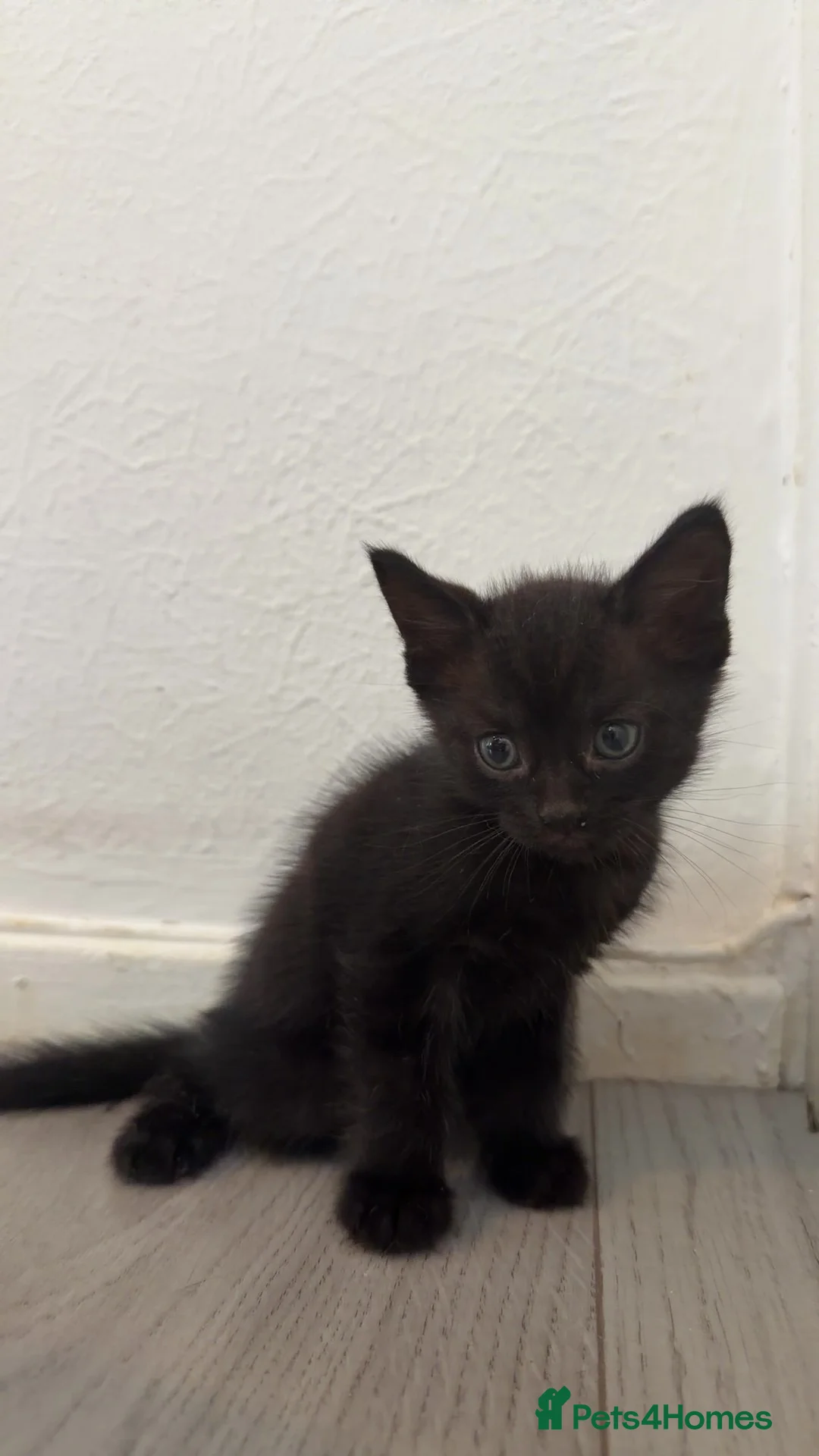Mixed Breed cats for sale: 4 kittens for sale  - Advert 2