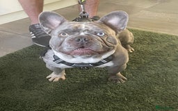 French Bulldog dogs for stud: LILAC MERLE STUD in Wednesbury - Image 3