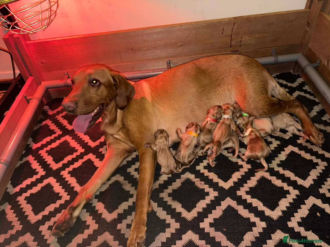 Labrador Retriever dogs for sale: Absolutely stunning kc registered fox red pups - Advert 1