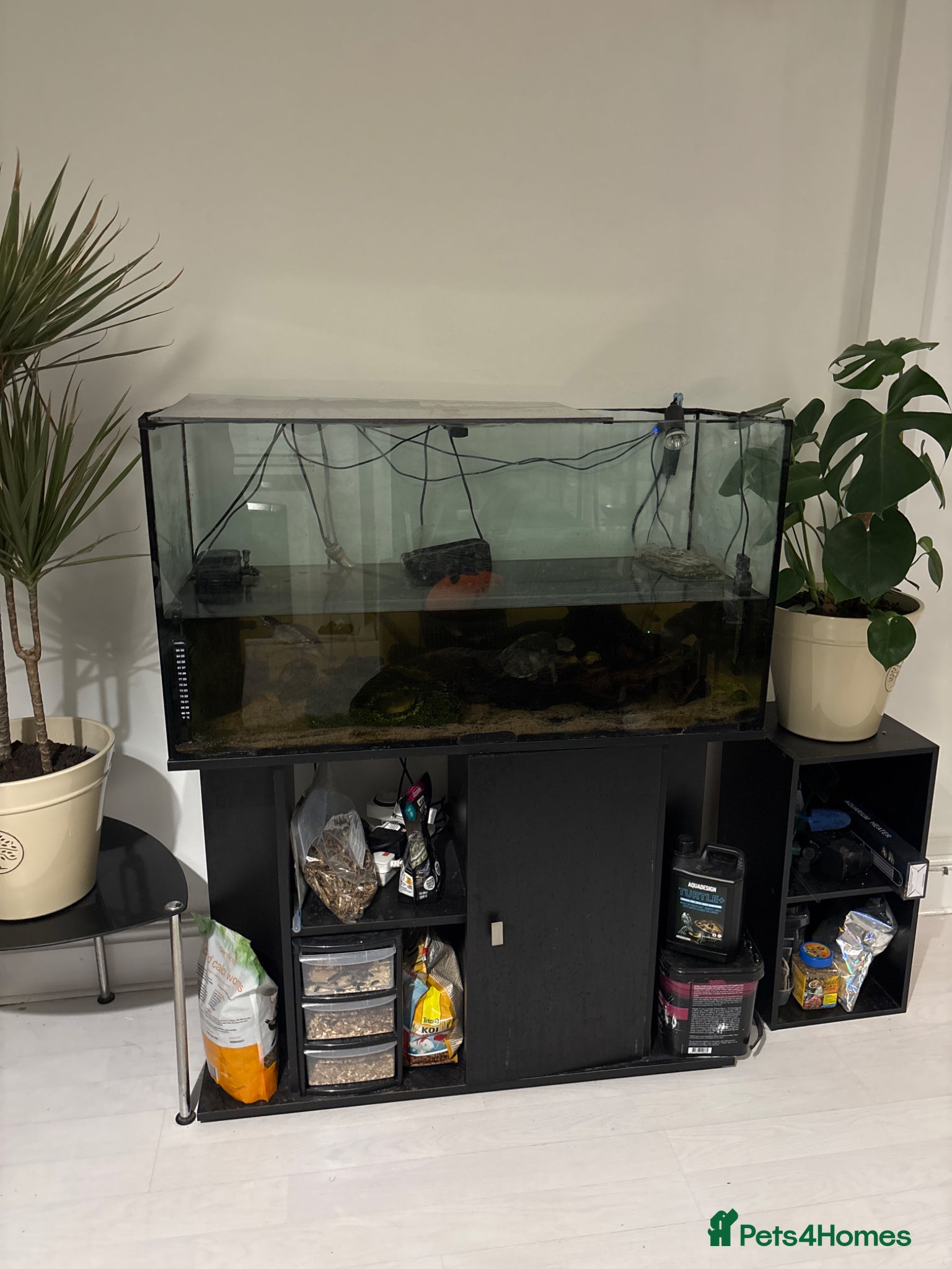 Turtle reptiles Two Musk Turtles with tank, stand, and full setup  - Advert 2