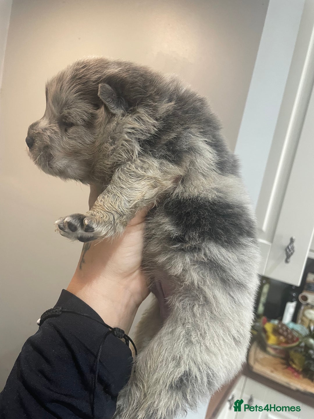 Chow Chow dogs for sale: Chow chow pups - Image 11
