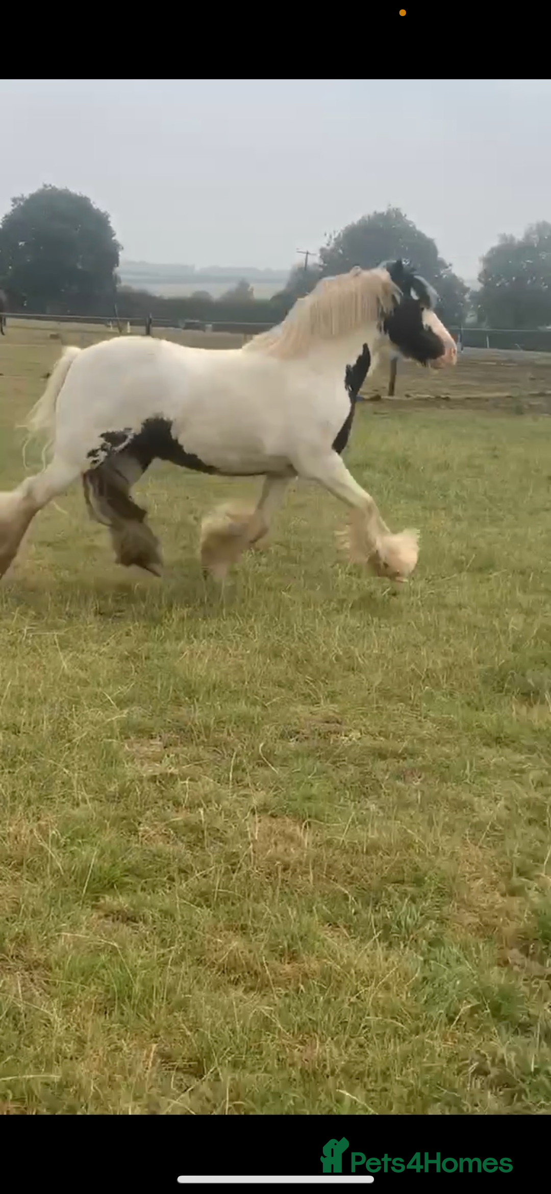 Irish Cob horses for sale: Hunting/ pony club pony  - Advert 3