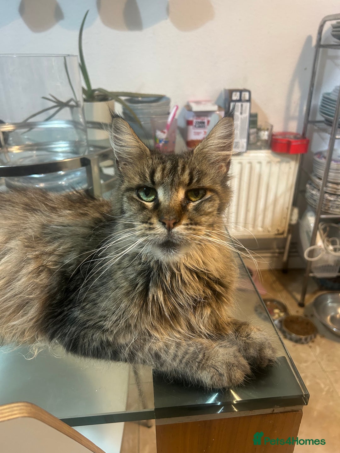 Maine Coon cats for sale: Beautiful tabby Maine Coon X kittens  - Image 21