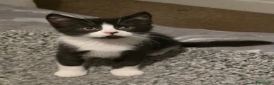 Mixed Breed kitten 2