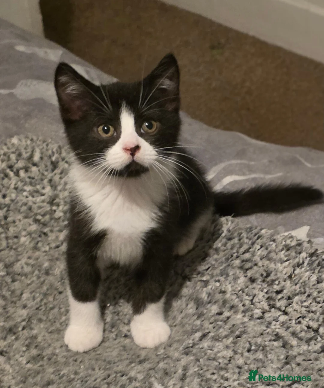 Mixed Breed cats for sale: Beautiful Mixed British Shorthair Kittens  🐾 - Advert 2