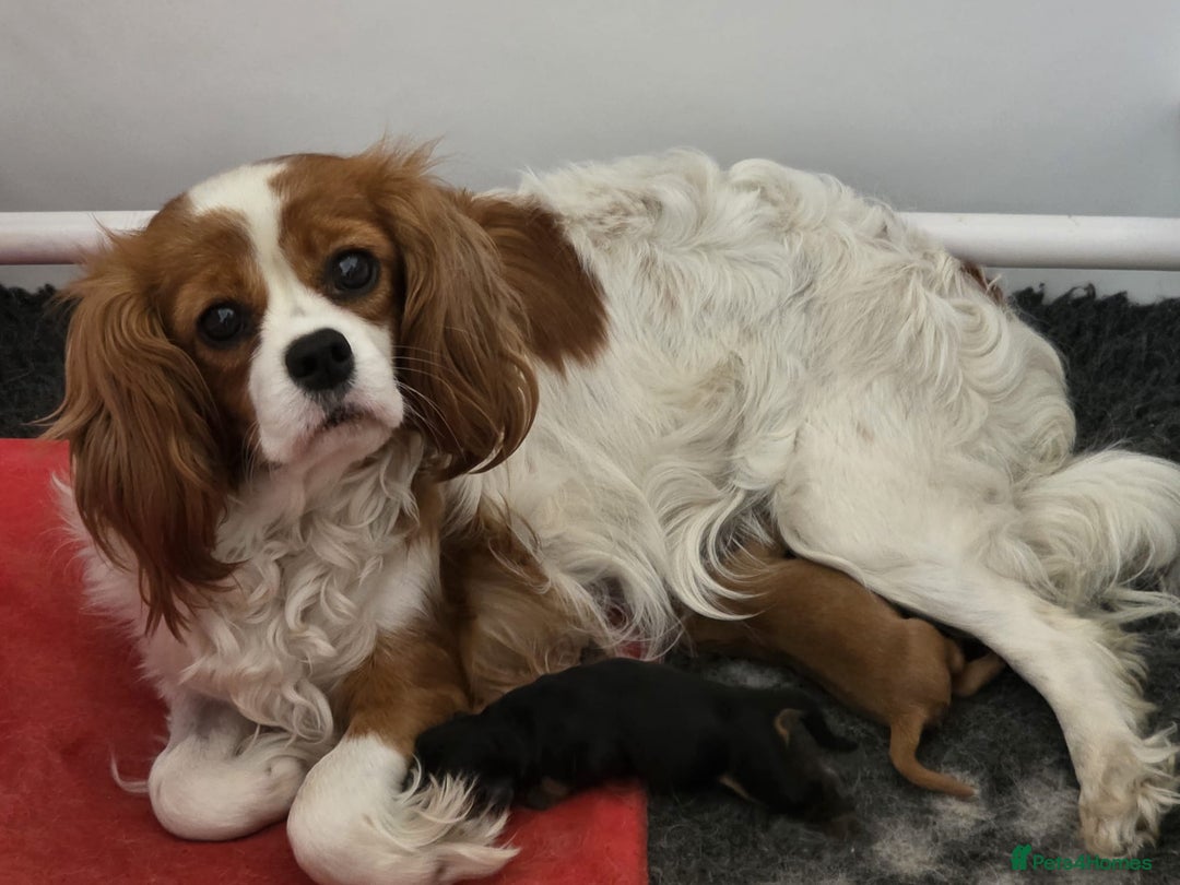 Cavalier King Charles Spaniel dogs for sale: Beautiful female cavalier king charles spaniels - Image 9