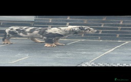 English Bulldog dogs for sale: Grey Merle male english bulldog puppy - Image 15