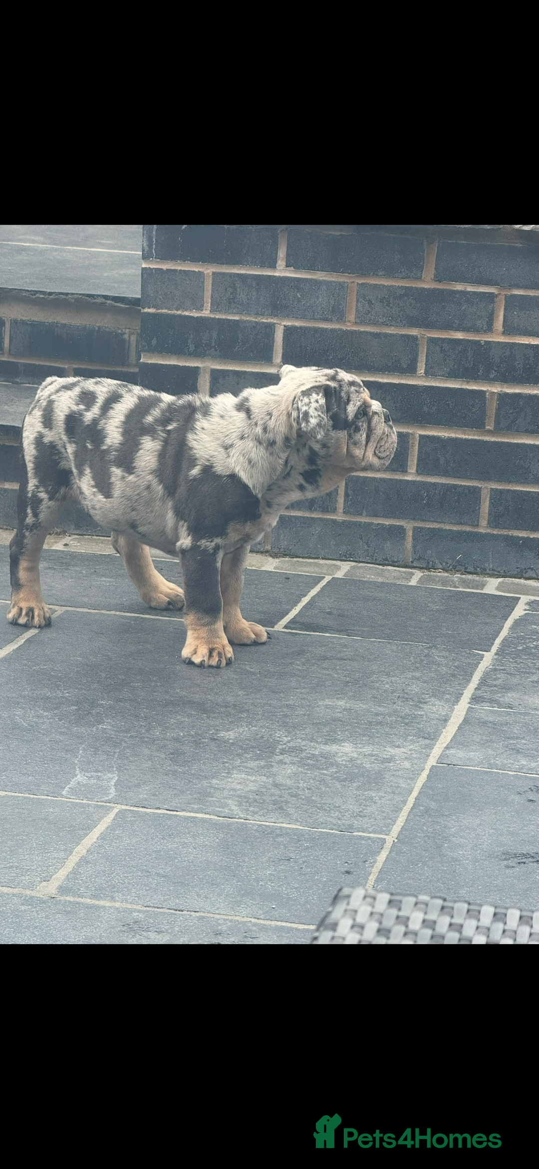 English Bulldog dogs for sale: Grey Merle male english bulldog puppy - Image 15