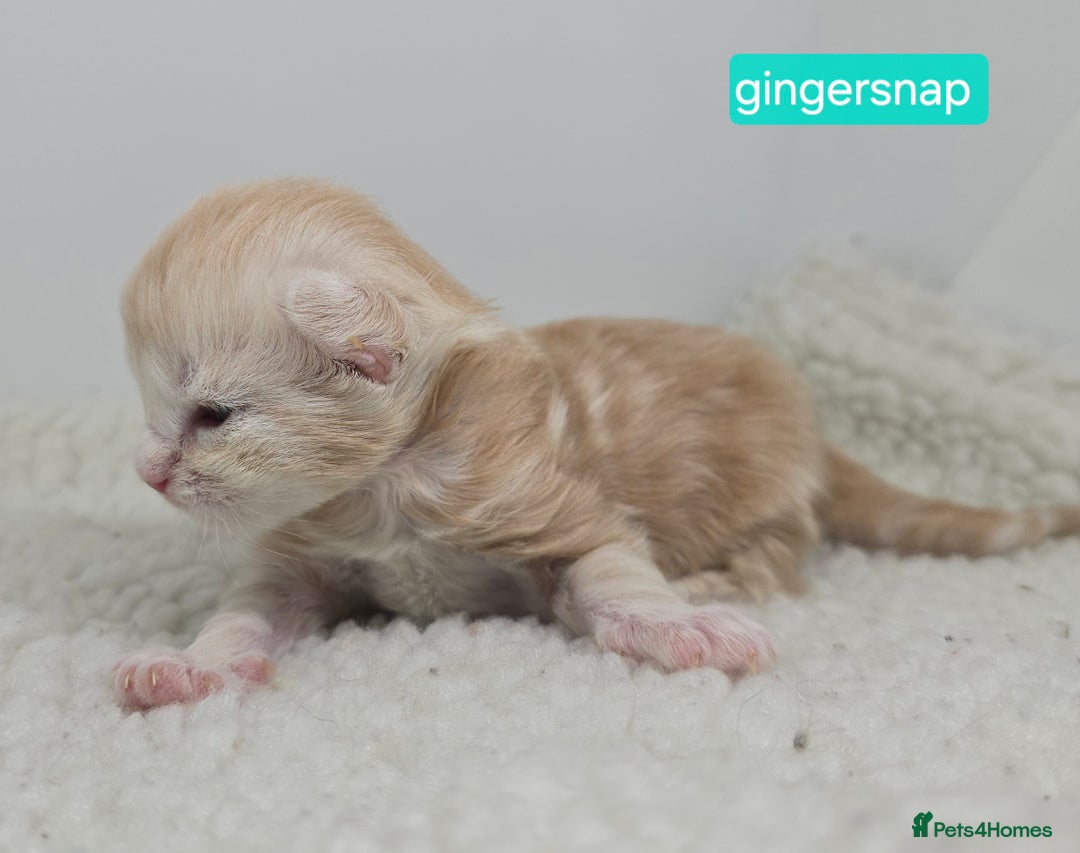 Maine Coon cats for sale: Chunky TICA registered Maine Coon Kittens - Advert 15