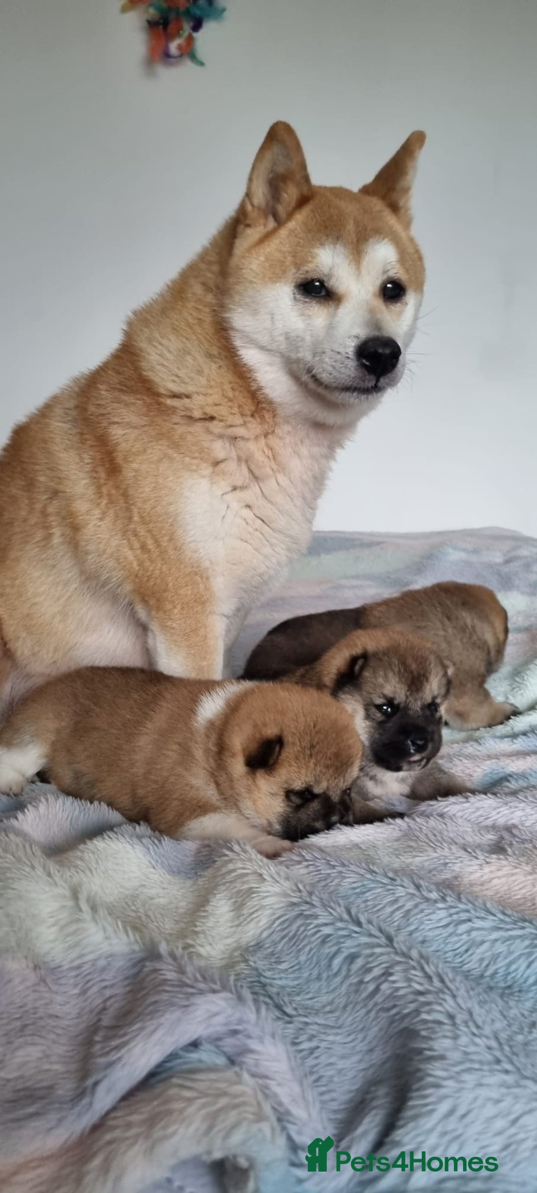 Japanese Shiba Inu dogs for sale: Beautiful Japanese Shiba Inu Puppies - Image 21