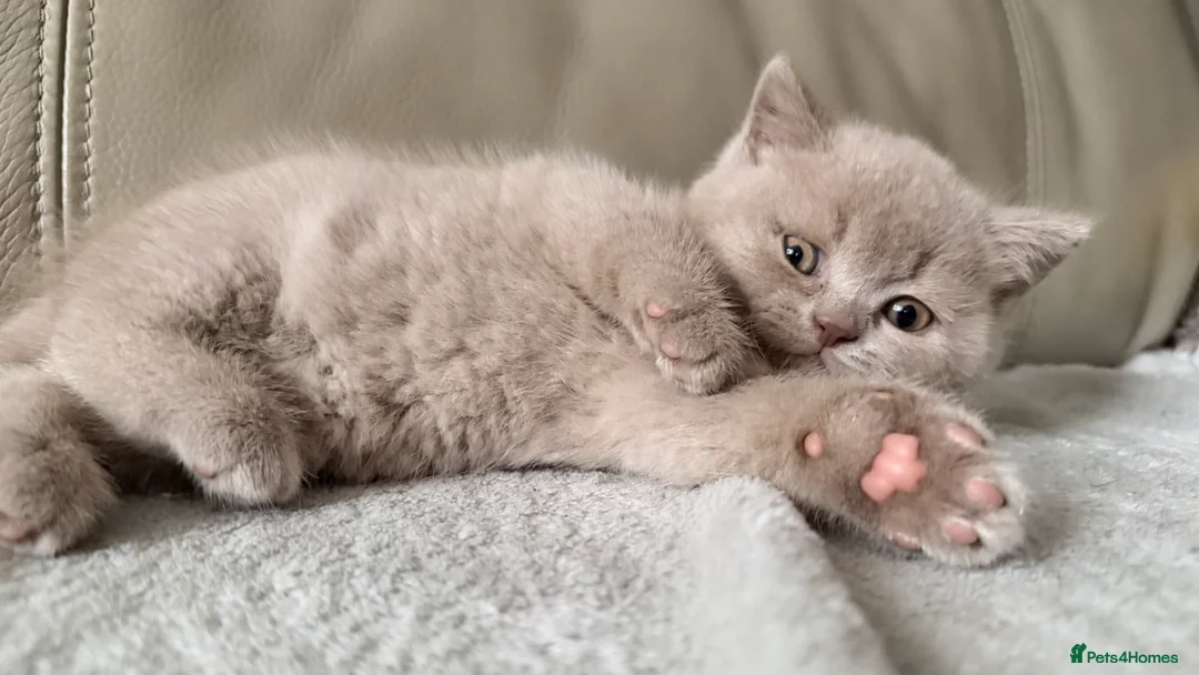 British Shorthair cats for sale: British Short hair and Scotish Fold - Advert 15