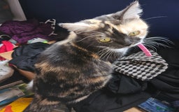 Mixed Breed cats for sale: Quarter persian fluffy kittens for sale - Image 29