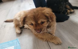 Mixed Breed dogs for sale: Pekingese mix breed puppies  - Advert 17