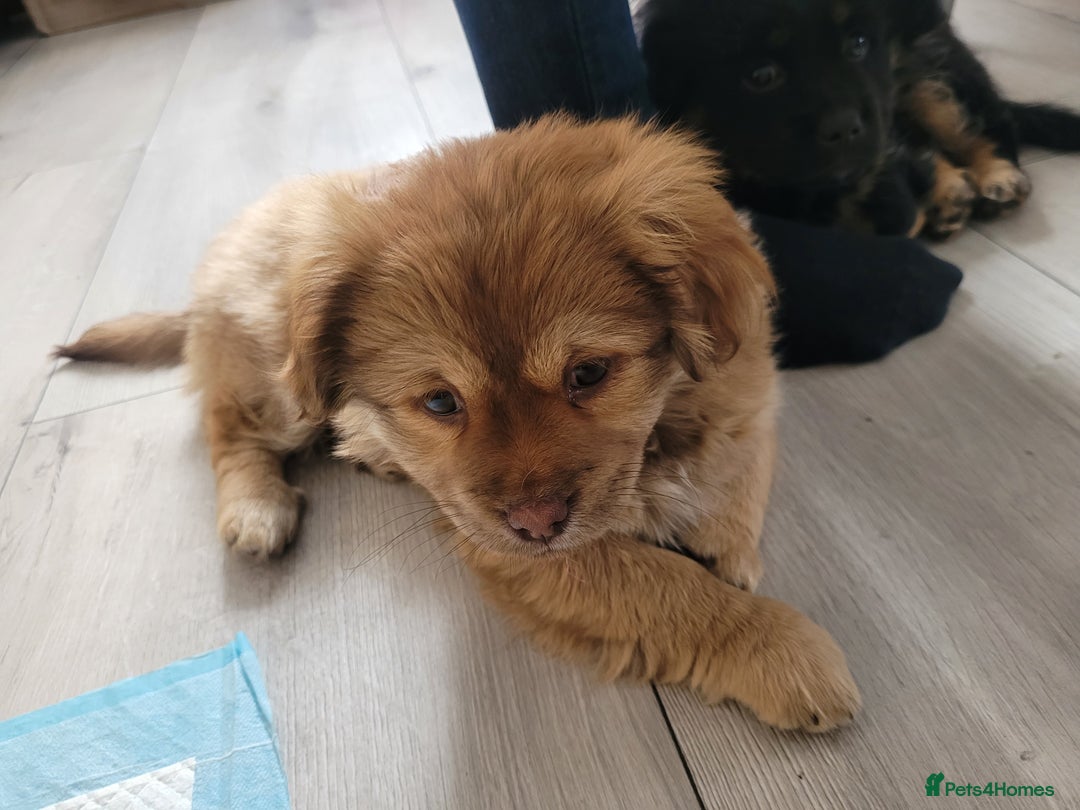 Mixed Breed dogs for sale: Pekingese mix breed puppies  - Advert 17