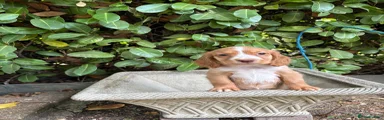 Cocker Spaniel 2