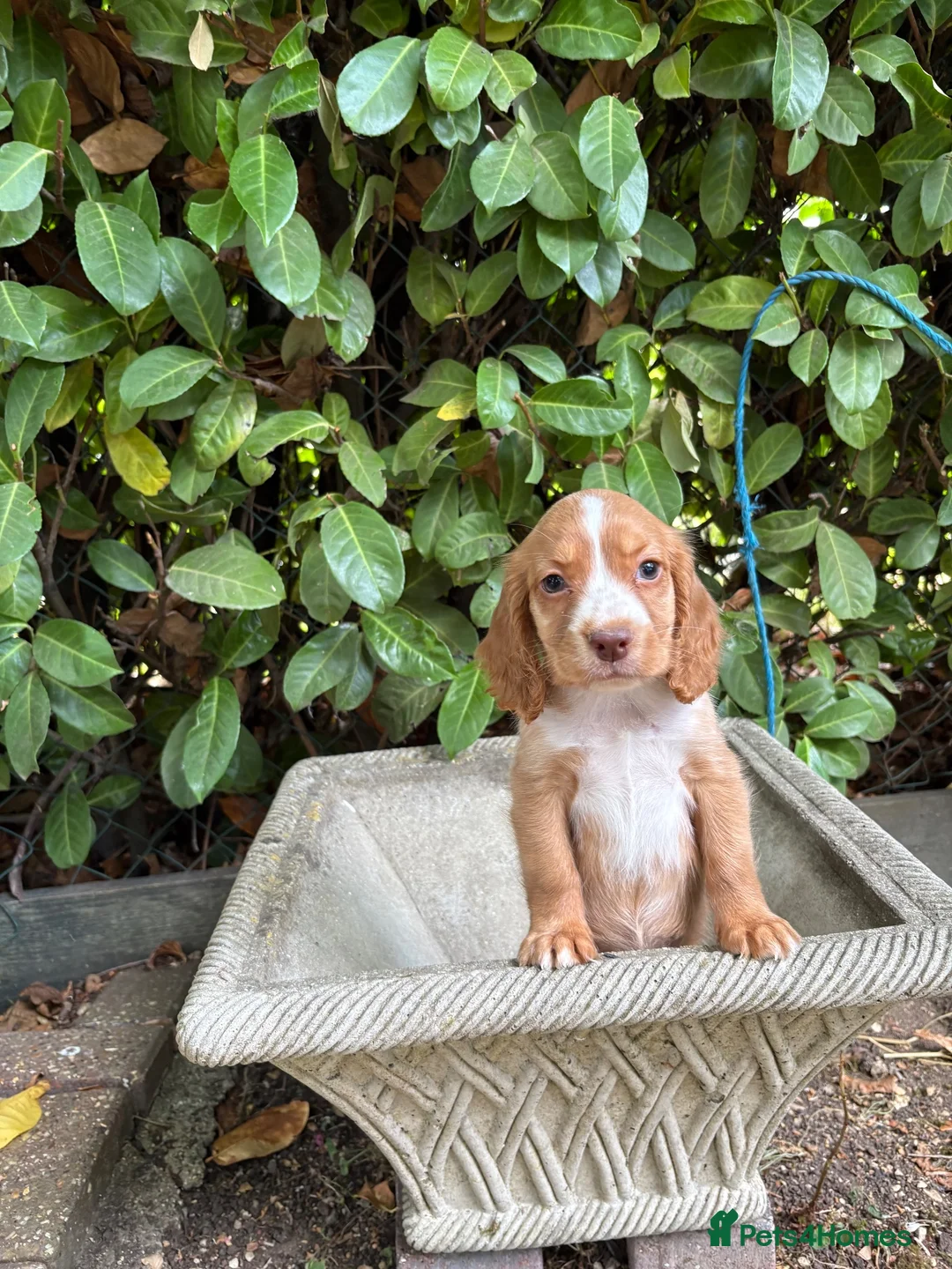 Cocker Spaniel dogs for sale: Cocker spaniel  - Advert 1