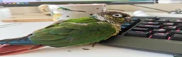 Conures birds for sale: Bertie the 17 year old Female Green Cheek in Driffield - Advert 2