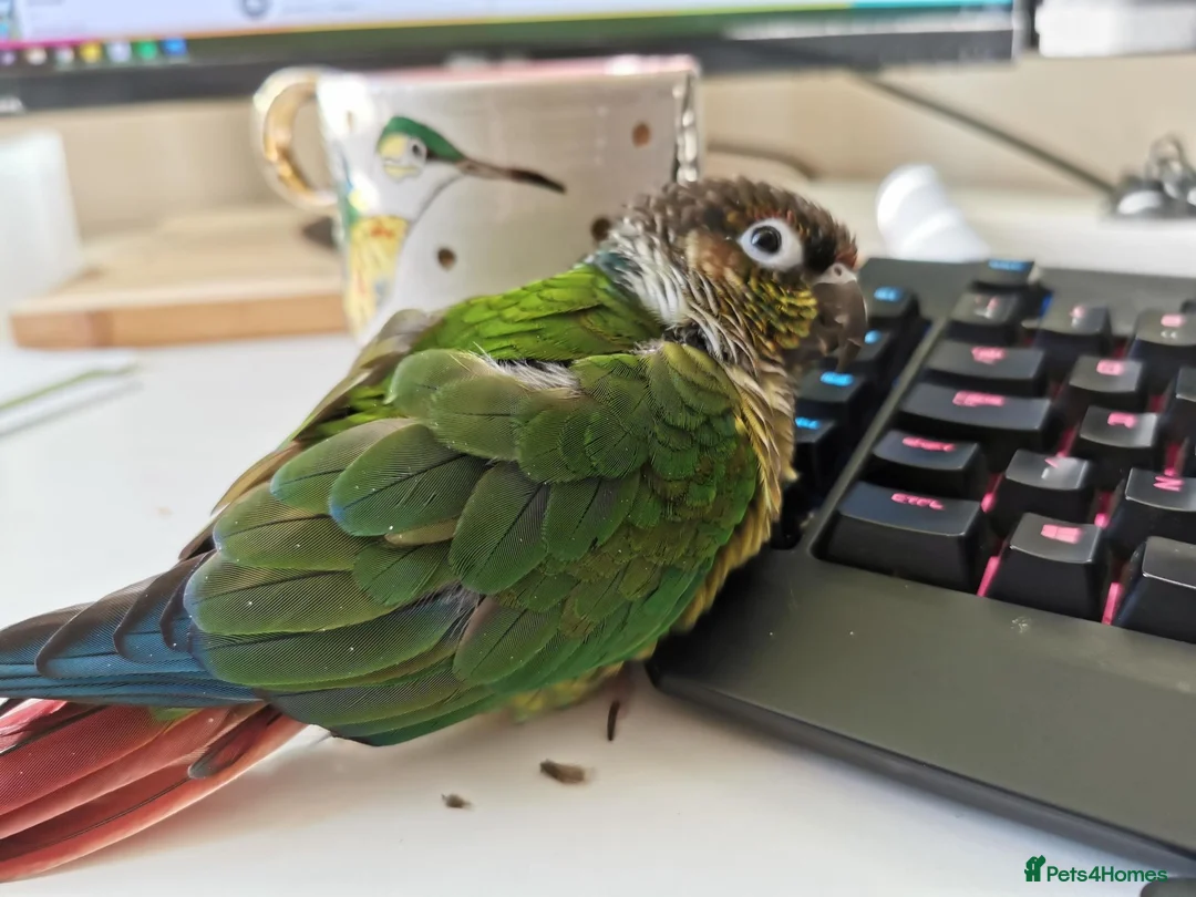 Conures birds for sale: Bertie the 17 year old Female Green Cheek in Driffield - Advert 2