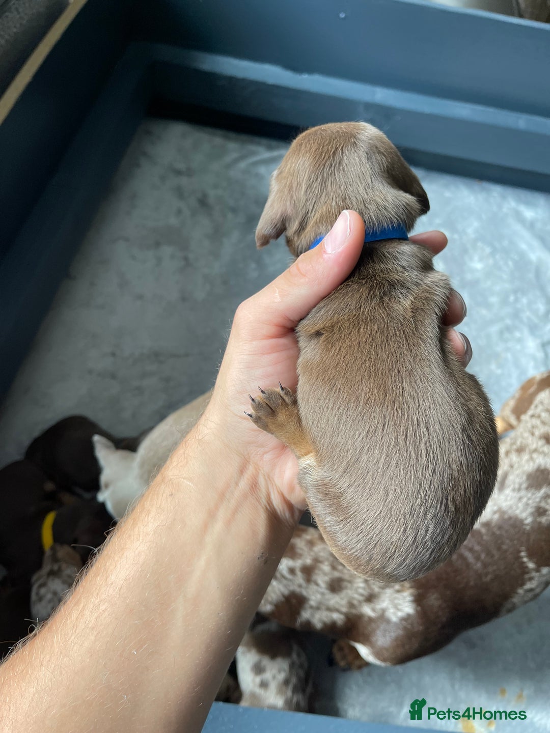 Miniature Dachshund dogs for sale: 🐾READY TO LEAVE NEXT WEEK🐾 - Image 10